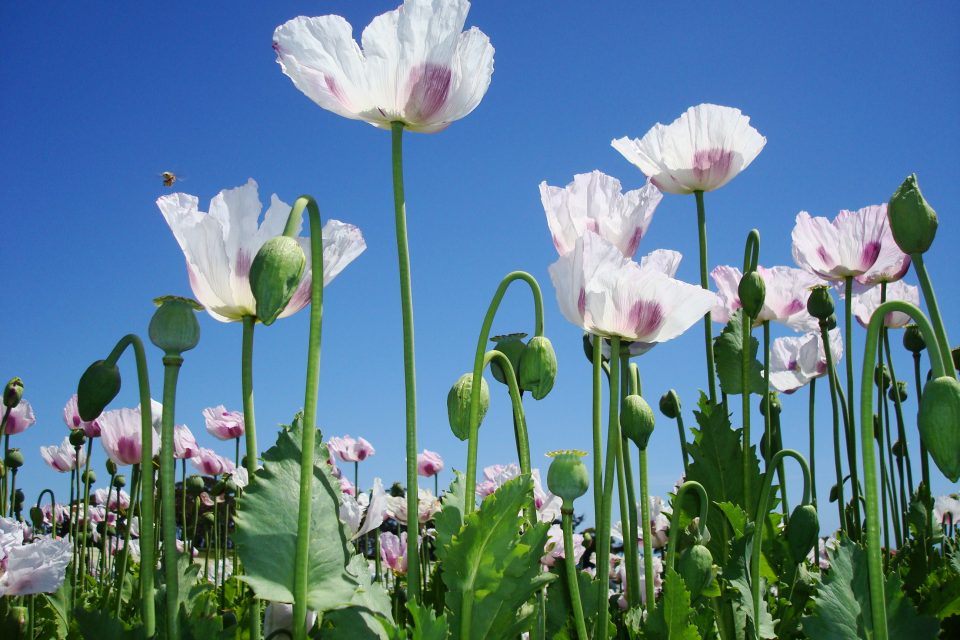 Lancing process of Opium poppy