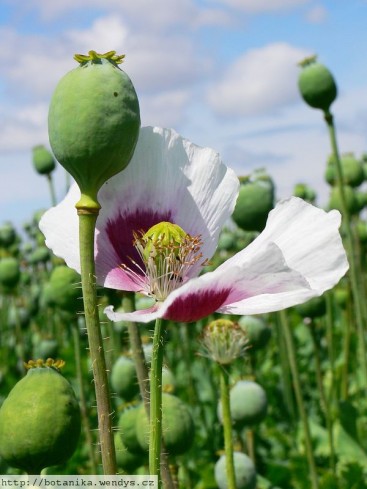 History of Opium at GOAWs