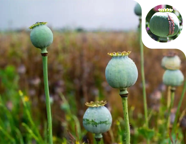 GOVERNMENT OPIUM ALKALOID FACTORIES